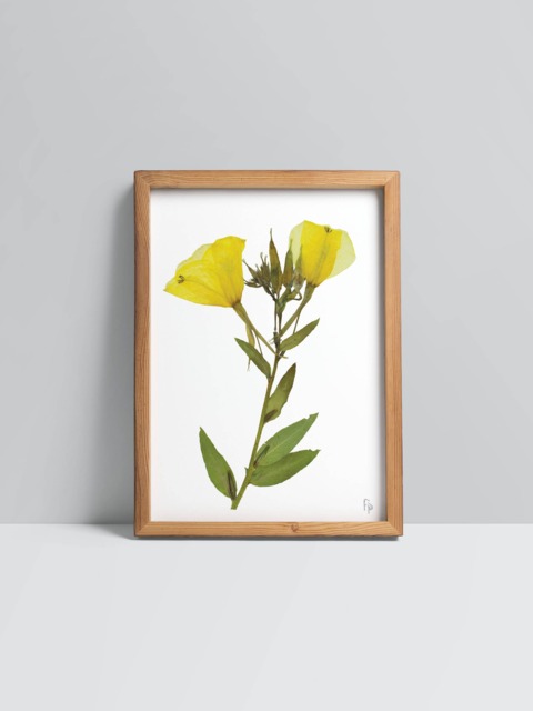 Oenothera Glazioviana/Large-Flowered Evening Primrose Fine Art Print - image 1