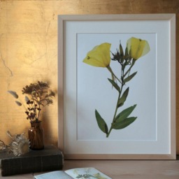 Oenothera Glazioviana/Large-Flowered Evening Primrose Fine Art Print - thumbnail 4