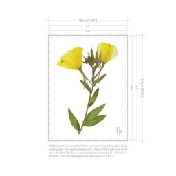 Oenothera Glazioviana/Large-Flowered Evening Primrose Fine Art Print - thumbnail 3