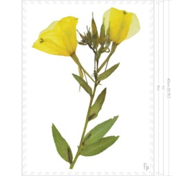 Oenothera Glazioviana/Large-Flowered Evening Primrose Fine Art Print - thumbnail 2