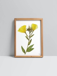 Oenothera Glazioviana/Large-Flowered Evening Primrose Fine Art Print - thumbnail 1