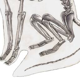 Fox Skeleton Art Print Anatomy Wall Artwork, Watercolor Print, Animal Anatomy, Biology Poster, Future Veterinarian Gift - thumbnail 2