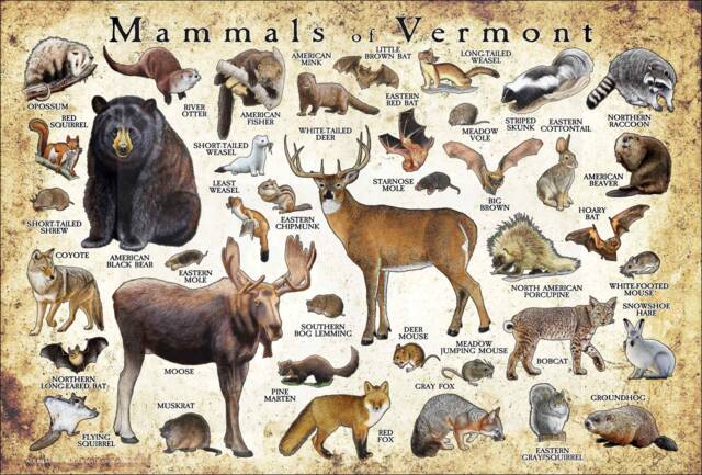 Vermont Mammals Poster Print Signed Wildlife Art Field Guide - image 1