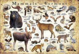 Vermont Mammals Poster Print Signed Wildlife Art Field Guide - thumbnail 1