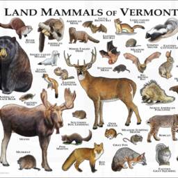 Vermont Mammals Poster Print Signed Wildlife Art Field Guide - thumbnail 3