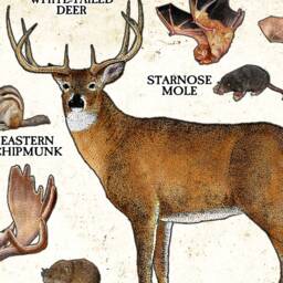 Vermont Mammals Poster Print Signed Wildlife Art Field Guide - thumbnail 2