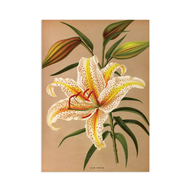 Antique Botanical Art Print Poster Vintage Wall Flowers Floral Lilies Lily Nature Leaf Pretty Illustration Old Victorian Herbs Beautiful - image 1