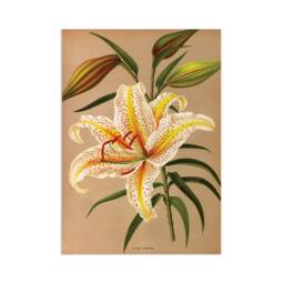 Antique Botanical Art Print Poster Vintage Wall Flowers Floral Lilies Lily Nature Leaf Pretty Illustration Old Victorian Herbs Beautiful - thumbnail 1