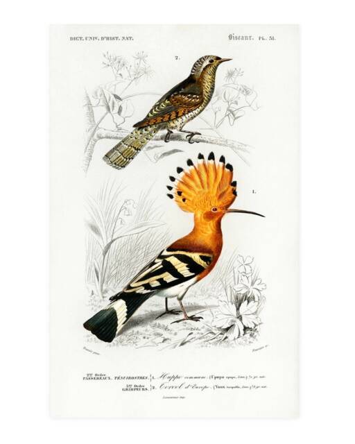 Vintage Hoopoe Print, Nature Print
