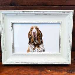 Bracco Italiano Print 17x12cm - White Rustic Frame - Italian Pointer Wall Art, Gift For Owners - thumbnail 2