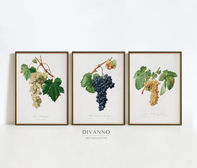 Vintage Grapes Print Set Italian Botanical Kitchen Art - Set Of 3 - image 1