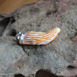 Albus The Nudibranch - Dermatobranchus Albus - thumbnail 3