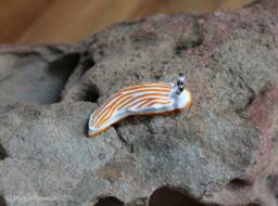 Albus The Nudibranch - Dermatobranchus Albus