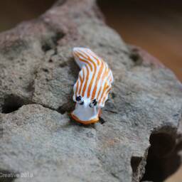Albus The Nudibranch - Dermatobranchus Albus - thumbnail 2