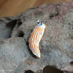 Albus The Nudibranch - Dermatobranchus Albus - thumbnail 4