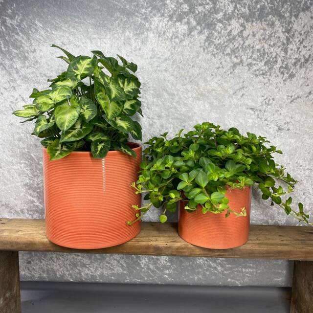 Ribbed Papaya Cylindrical Ceramic Planter/House Plant Pot Various Sizes - image 1