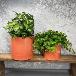 Ribbed Papaya Cylindrical Ceramic Planter/House Plant Pot Various Sizes