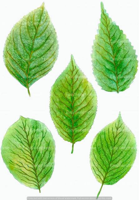 Green Leaf Wall Decals 5-Set, Hand-Painted For Tiles, Walls & Furniture, Leaves Bedroom Bathroom Stickers, Decor - image 1
