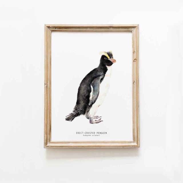 Erect-Crested Penguin Fine Art Print - Ocean Wall Beach Themed Home D??cor Bedroom Prints Housewarming Gift Eudyptes Sclateri - image 1