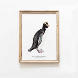 Erect-Crested Penguin Fine Art Print - Ocean Wall Beach Themed Home D??cor Bedroom Prints Housewarming Gift Eudyptes Sclateri - thumbnail 1
