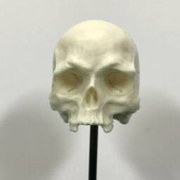 1/6Th Scale Bone Missing Middle Teeth Resin Human Skull - thumbnail 1