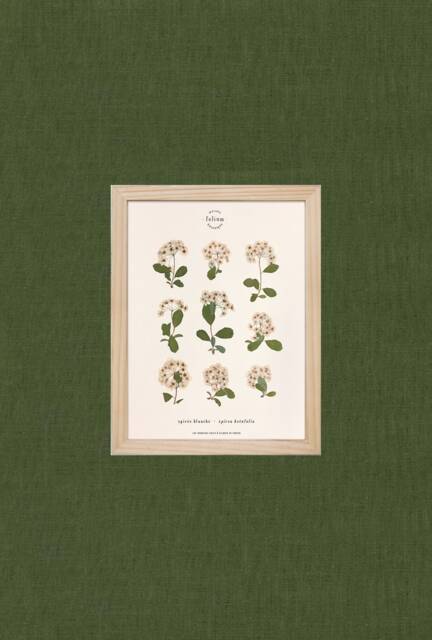 Herbarium Of Dried Flowers White-Flowered Spirea N054 - image 1