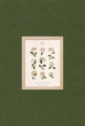 Herbarium Of Dried Flowers White-Flowered Spirea N054 - thumbnail 1