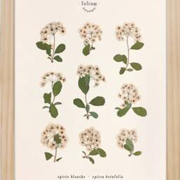Herbarium Of Dried Flowers White-Flowered Spirea N054 - thumbnail 2
