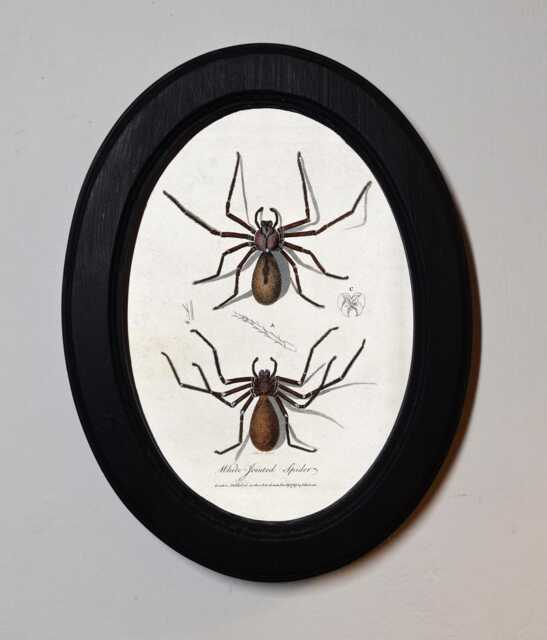 Black Oval Wooden Framed Picture Spiders Charles Dessalines D' Orbigny Vintage Illustration Gothic Insect Art Print, Wall Hanging - image 1