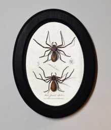 Black Oval Wooden Framed Picture Spiders Charles Dessalines D' Orbigny Vintage Illustration Gothic Insect Art Print, Wall Hanging - thumbnail 1