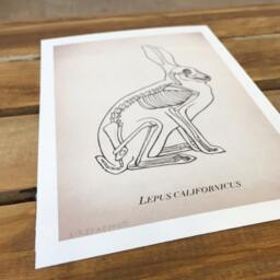 Rabbit Anatomy Art Print. Science Illustration. 8x10 Art. Unique Veterinarian Gift. Bunny Skeleton Decor. Hipster Wall - thumbnail 2