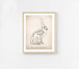 Rabbit Anatomy Art Print. Science Illustration. 8x10 Art. Unique Veterinarian Gift. Bunny Skeleton Decor. Hipster Wall - thumbnail 1
