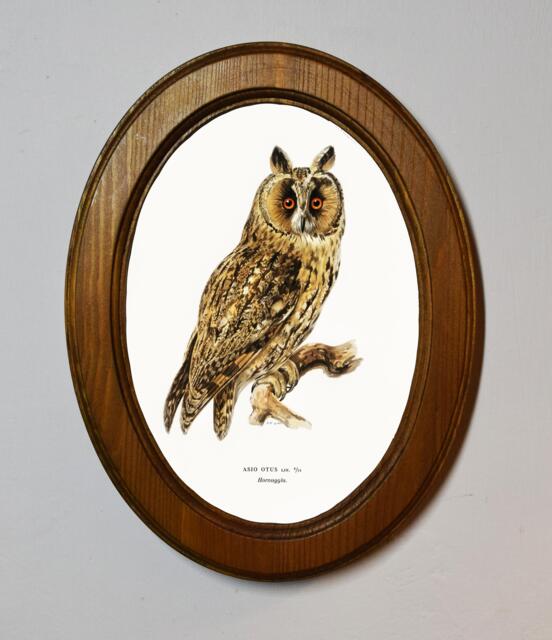Asio Otus Owl Art Print, Oak Oval Frame, Vintage Bird Illustration - image 1