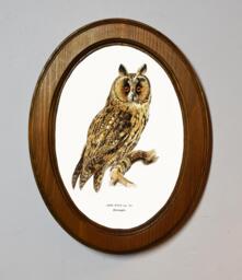 Asio Otus Owl Art Print, Oak Oval Frame, Vintage Bird Illustration