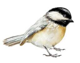 Chickadee, Bird Wall Sticker, Fabric Decal, Get Well Gift, Watercolor Nursery, Black-Capped Chickadee