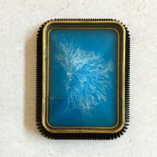 "Vintage Seaweed Print Wall Resin Art ""Ceramium Rubrum" - image 1