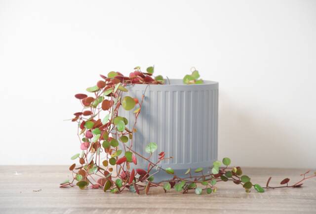 "Jetsetter Planter With Drainage & Saucer in Gray, Unique 3D-Printed Plant Pot, Small To Large Sizes 4"" 5"" 6"" 7"" 8" - image 1