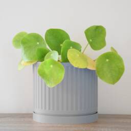 "Jetsetter Planter With Drainage & Saucer in Gray, Unique 3D-Printed Plant Pot, Small To Large Sizes 4"" 5"" 6"" 7"" 8" - thumbnail 2