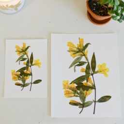 Yellow Jessamine, South Carolina State Flower - Print Reproduction Artwork Of Pressed Flowers 100% Cotton Rag Paper Botanical - thumbnail 3