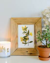 Yellow Jessamine, South Carolina State Flower - Print Reproduction Artwork Of Pressed Flowers 100% Cotton Rag Paper Botanical - thumbnail 1