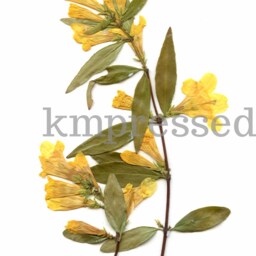 Yellow Jessamine, South Carolina State Flower - Print Reproduction Artwork Of Pressed Flowers 100% Cotton Rag Paper Botanical - thumbnail 2
