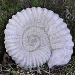 Med Ammonite Large Fossil Stone Statue Outdoor Garden Ornament Sculpture Decor - thumbnail 2
