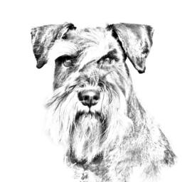 Schnauzer - Wooden Stand For Candles/Pens With The Image Of A Dog New Collection - thumbnail 2