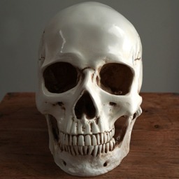 Human Skull With Moving Jaw Bone Replica Real Size Realistic Lifesize High Quality Resin Cast Anatomy - thumbnail 2