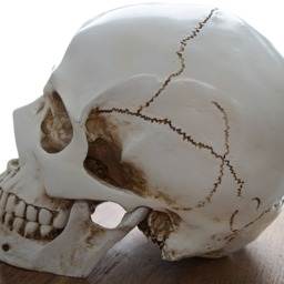 Human Skull With Moving Jaw Bone Replica Real Size Realistic Lifesize High Quality Resin Cast Anatomy - thumbnail 4