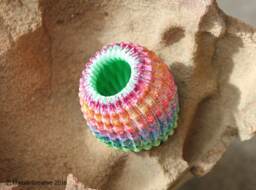 Brain Coral Jewellery Container