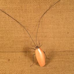 Cockroach Lifelike - thumbnail 2