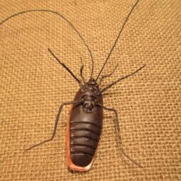Cockroach Lifelike - thumbnail 3