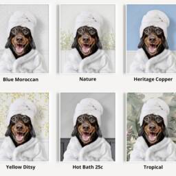 Dachshund in A Bathrobe Print, Dog Bathing, Funny Bathroom Animal Towel On Head, Dog Bath Robe, Whimsy - thumbnail 3