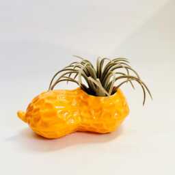 Candy Peanuts Air Plant Holder/ Fake Food/Food Decor/Dopamine Decor/Maximalist Decor/Pop Art/ Food Prop/ Gift Idea/ Kitchen Decor/Weird Art - thumbnail 2